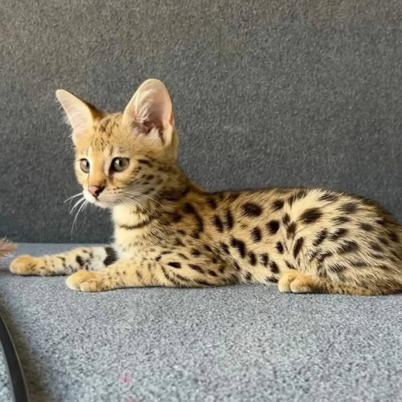 buy f2 savannah cat uk