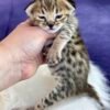 buy f3 savannah cat