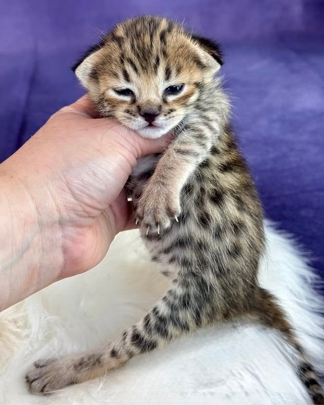 buy f3 savannah cat