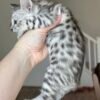 buy Savannah f3 cat