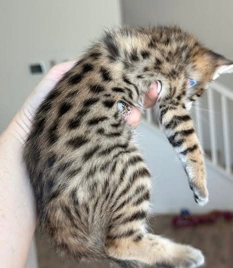 Buy F3 Savannah Cats