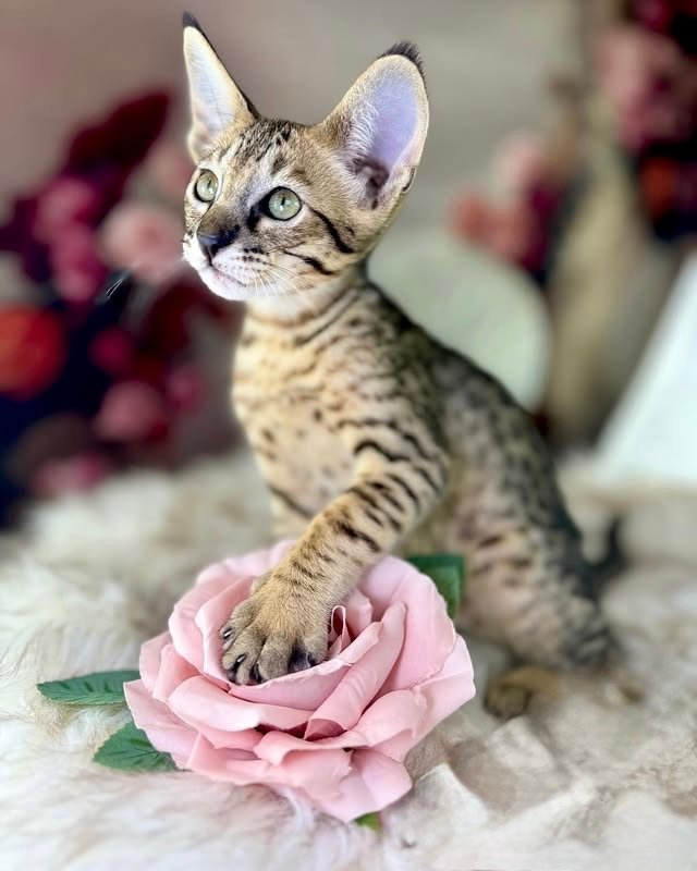 buy f3 savannah cat online