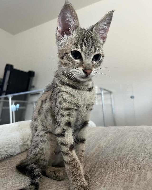buy f3 savannah cat uk