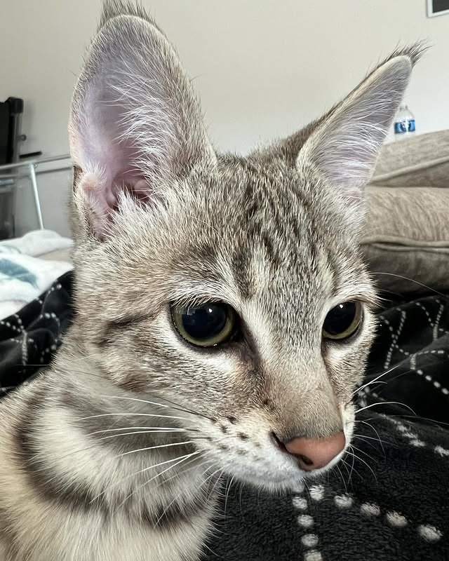 buy f1 savannah cats uk