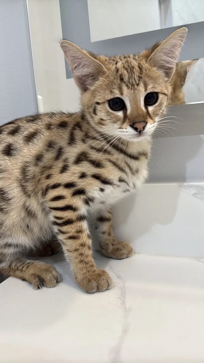 Buy f1 Savannah Cat UK