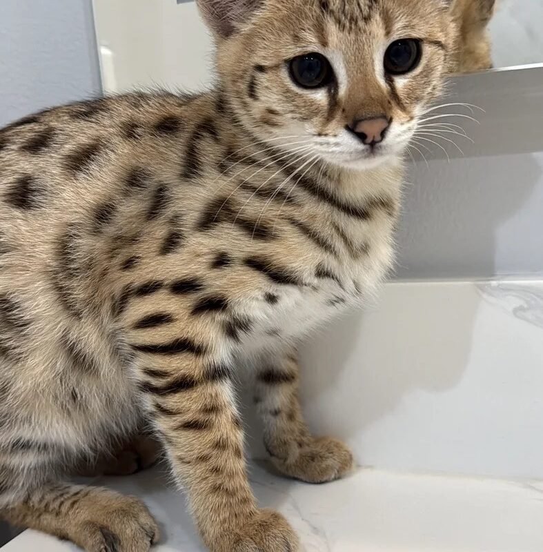 Buy f1 Savannah Cat UK