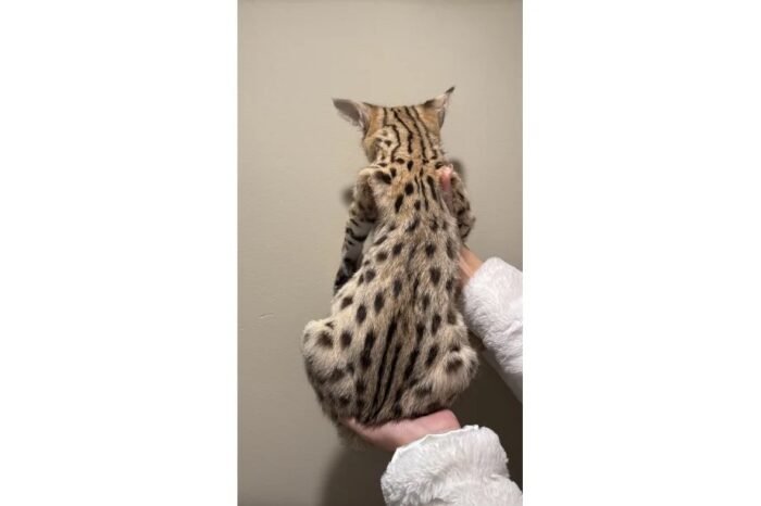 Buy f1 Savannah Cat UK
