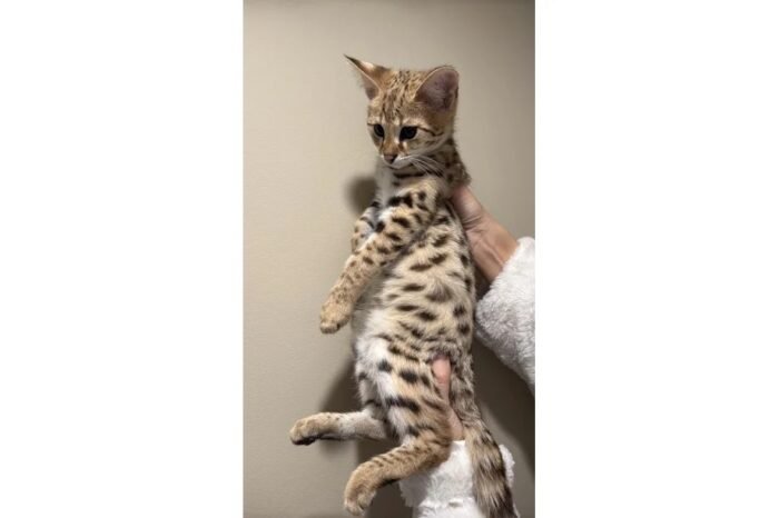 Buy f1 Savannah Cat UK
