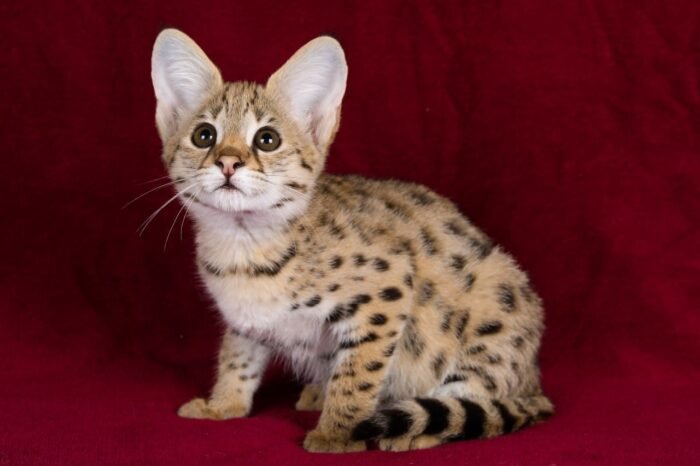 buy f1 savannah cat