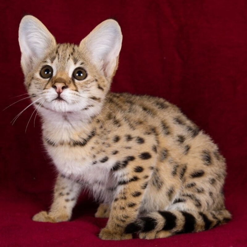 buy f1 savannah cat