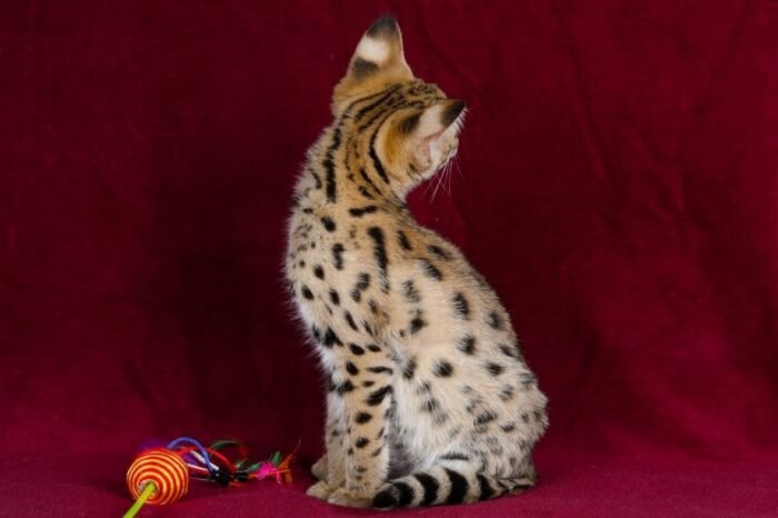 F1 Savannah “Grace” - Image 2