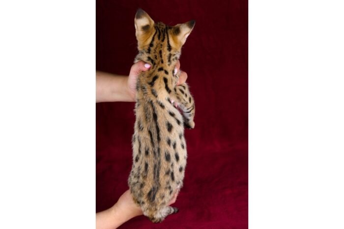 F1 Savannah “Grace” - Image 3