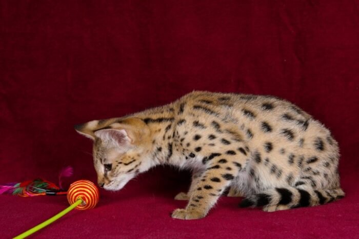 F1 Savannah “Grace” - Image 4