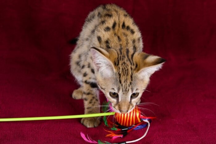 F1 Savannah “Grace” - Image 5