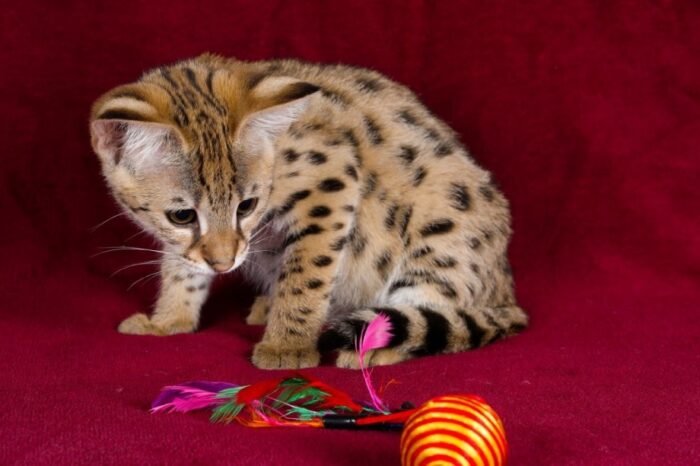 F1 Savannah “Grace” - Image 7