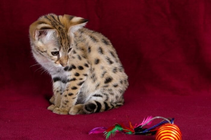F1 Savannah “Grace” - Image 8