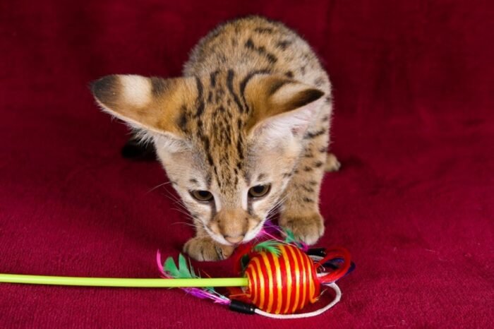F1 Savannah “Grace” - Image 9