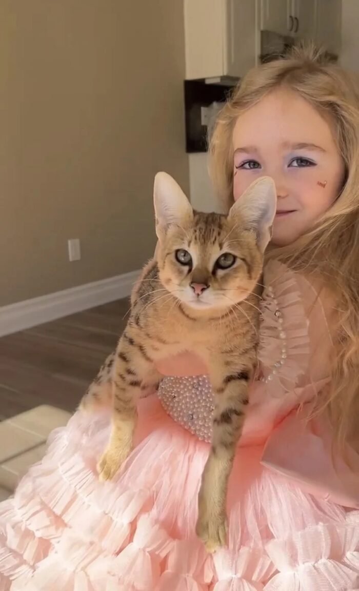 buy f2 savannah cat