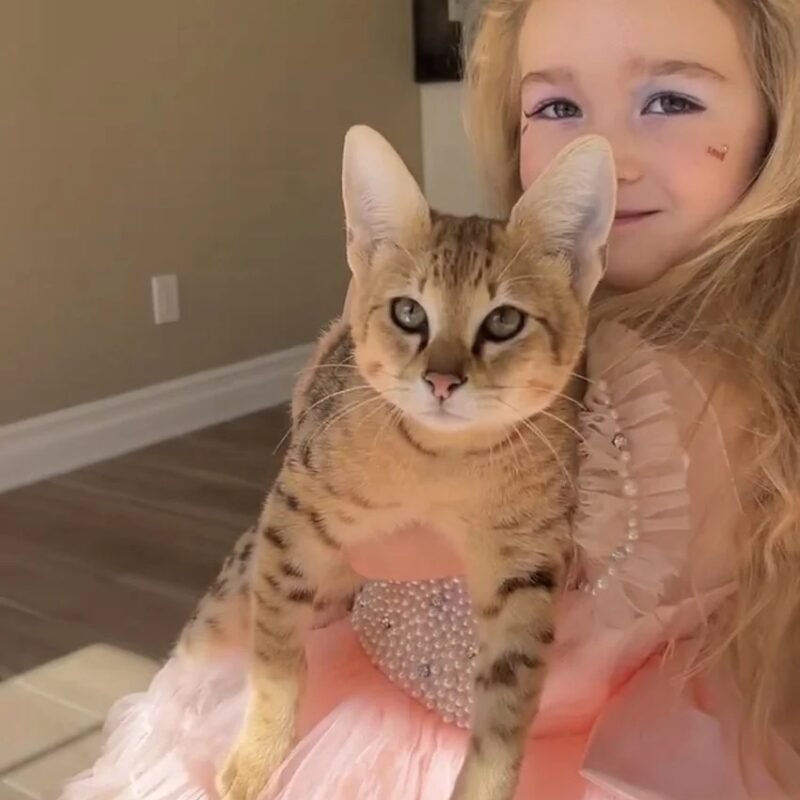 buy f2 savannah cat