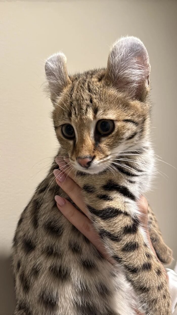 buy savannah cat f1