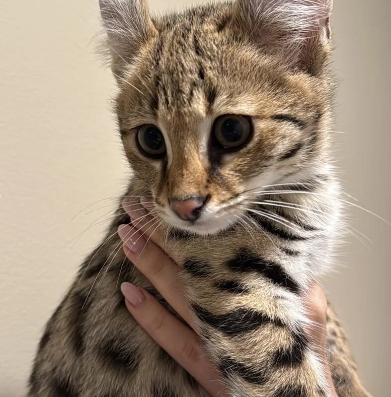 buy savannah cat f1