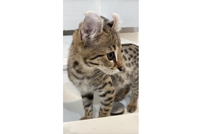 F1 Savannah “Athena” - Image 2