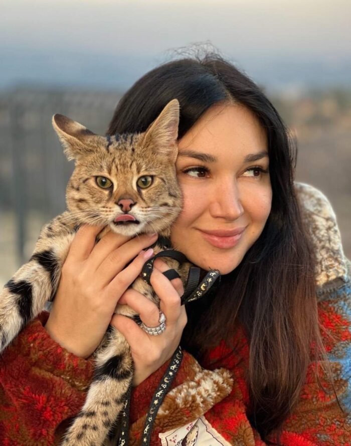 buy savannah cat f1 uk