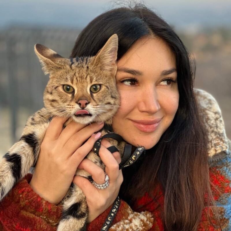 buy savannah cat f1 uk