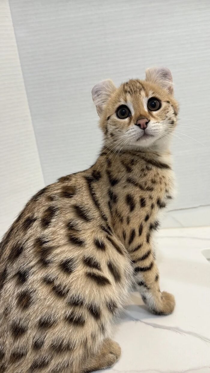 buy f1 Savannah cat Canada