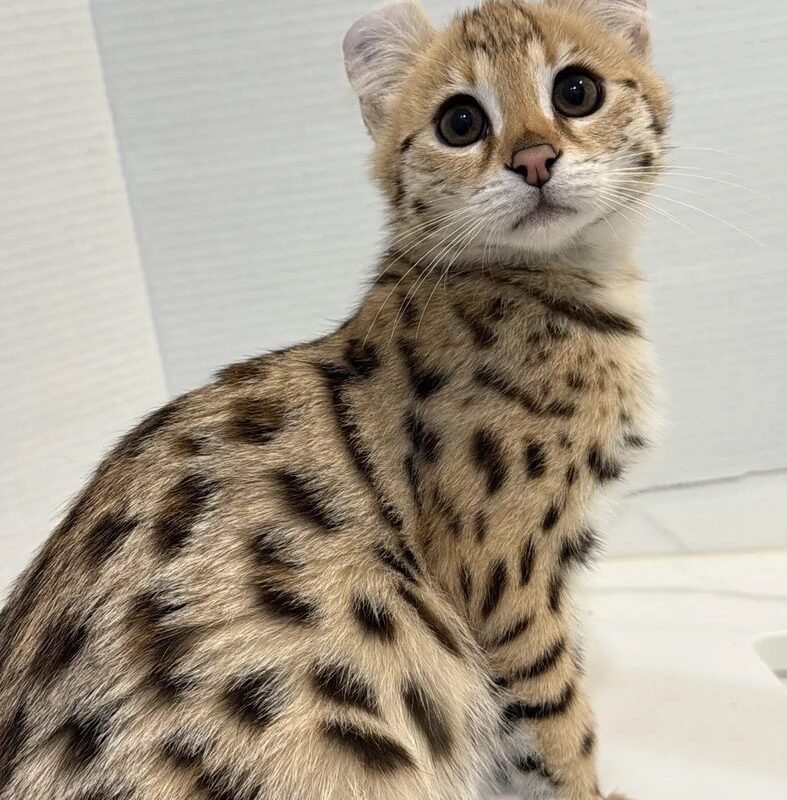 buy f1 Savannah cat Canada