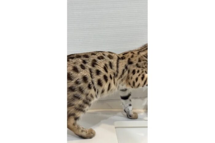 F1 Savannah “Luna” - Image 2
