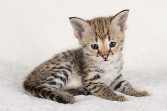 f1 savannah cat buy