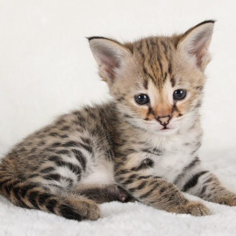 f1 savannah cat buy