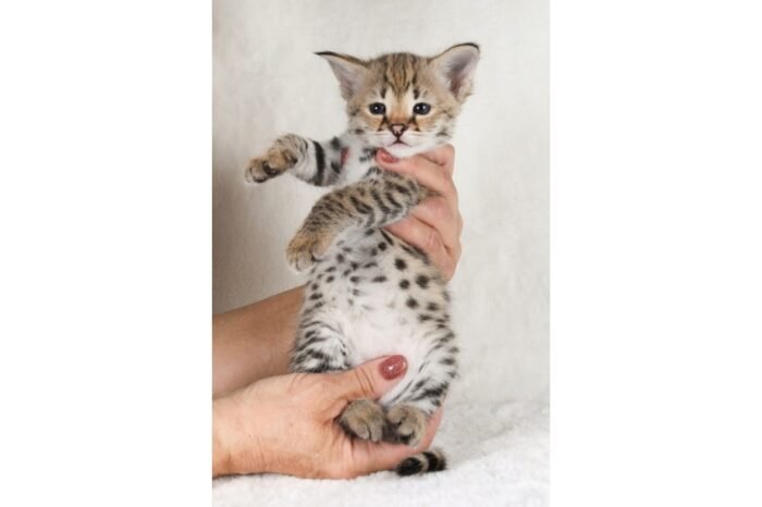F1 Savannah Prince “Noah” - Image 2