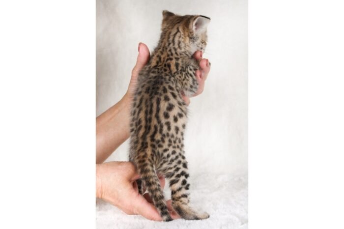 F1 Savannah Prince “Noah” - Image 3