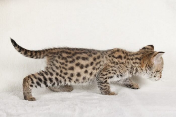 F1 Savannah Prince “Noah” - Image 4